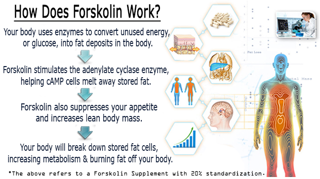what is forskolin
