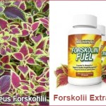 forskolii extract